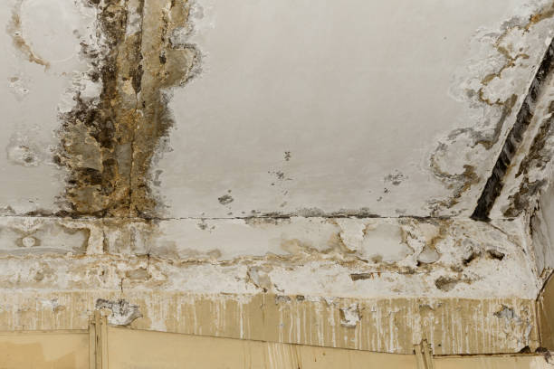 Water damage restoration experts